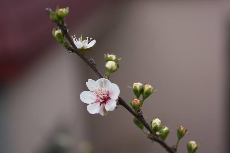 宗风秋丨花开堪折